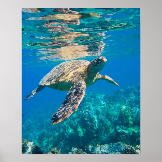 Swimming Sea Turtle Poster (Front)