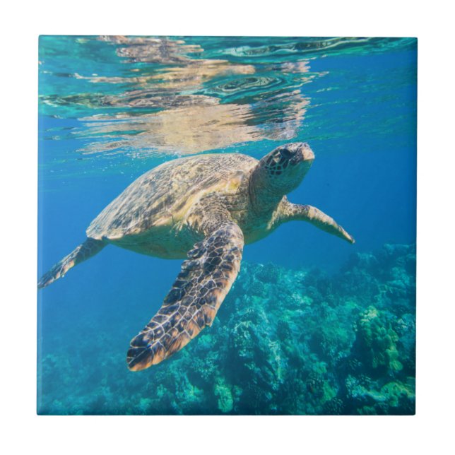 Swimming Sea Turtle Tile (Front)