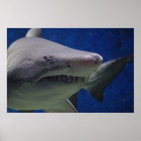 Swimming Shark Nature Wall Poster