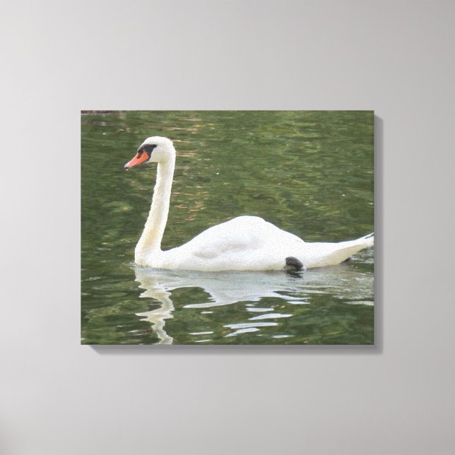 Swimming Swan Canvas Print (Front)