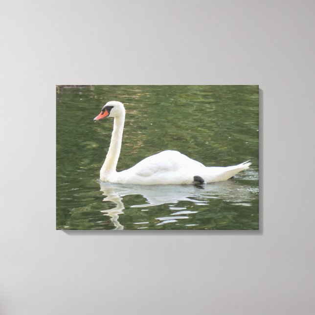Swimming Swan Canvas Print (Front)