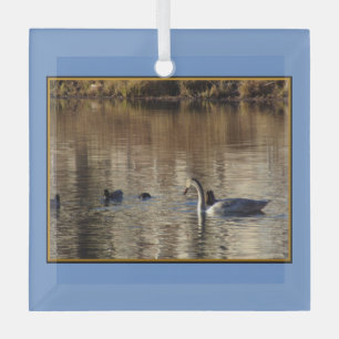 Swimming Swan n Ducks Square Glass Ornament