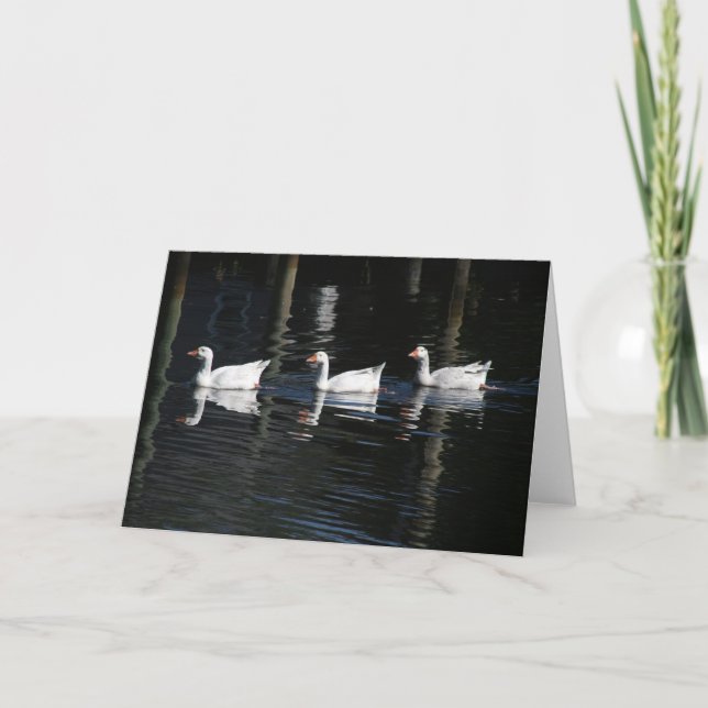Swimming Swans Card (Front)