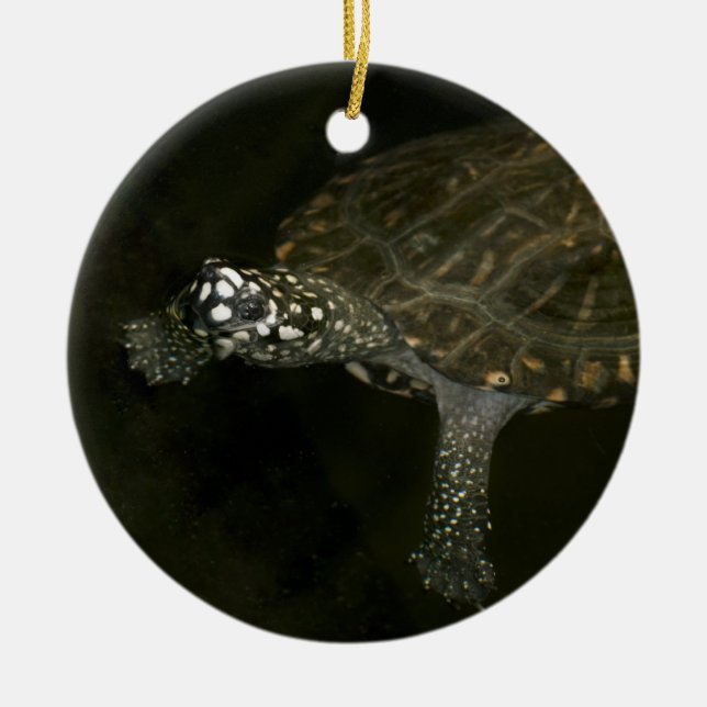 Swimming Turtle Ceramic Tree Decoration (Front)