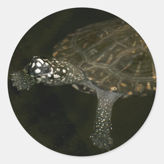 Swimming Turtle Classic Round Sticker (Front)