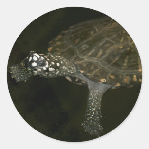Swimming Turtle Classic Round Sticker