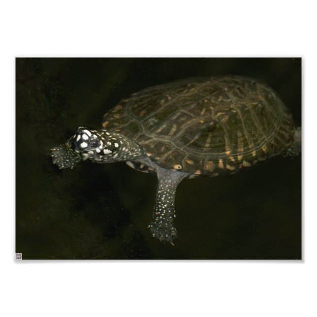 Swimming Turtle Photo Print (Front)