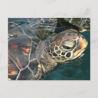 Swimming Turtle Postcard