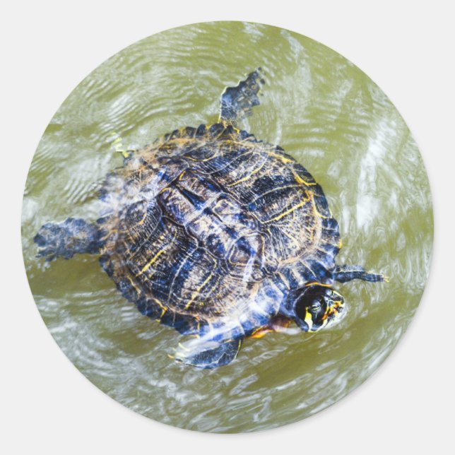 Swimming Turtle Says Hello Classic Round Sticker (Front)