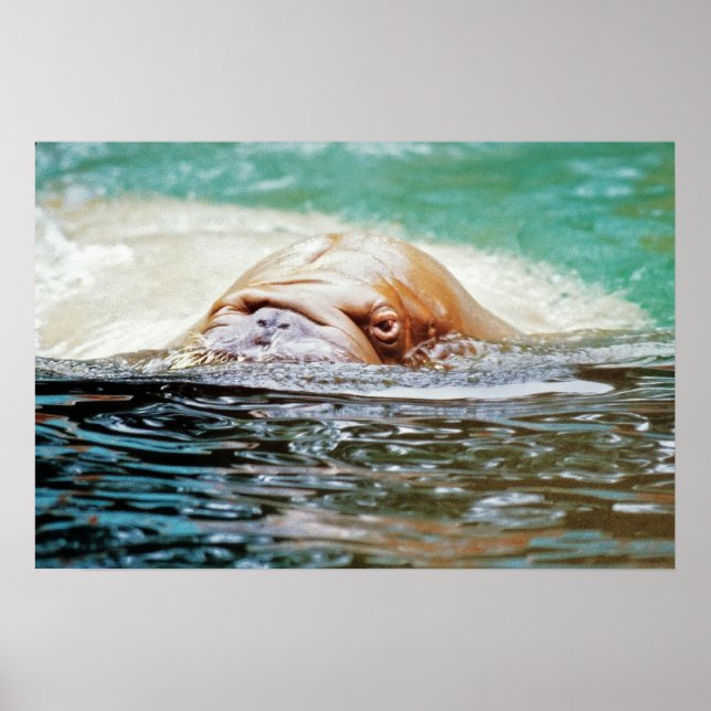 Swimming Walrus Poster (Front)