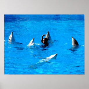Swimming with five dolphins in Spain Poster