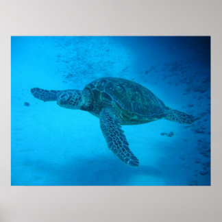Swimming with sea turtles 4 poster