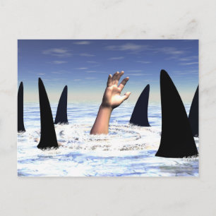 Swimming with sharks postcard