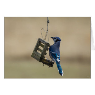 Swinging Blue Jay