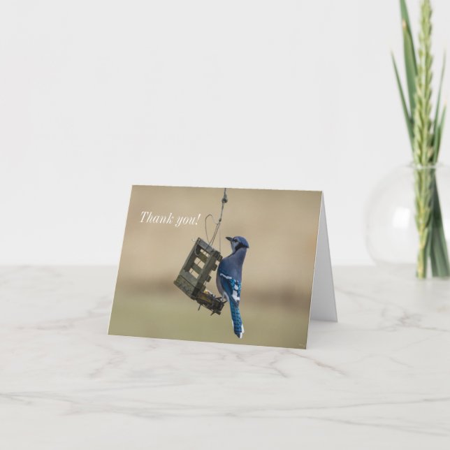 Swinging Blue Jay Thank You Card (Front)