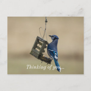 Swinging Blue Jay Thinking Of You Postcard