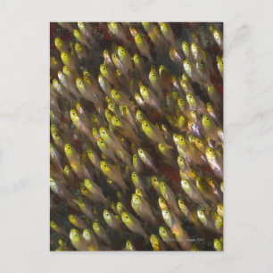 Swirl of Golden sweepers (Parapriacanthus Postcard