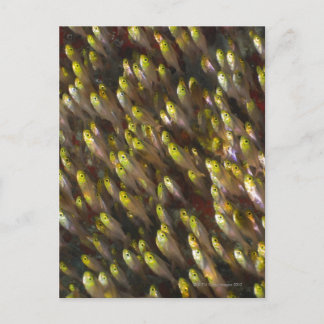 Swirl of Golden sweepers (Parapriacanthus Postcard