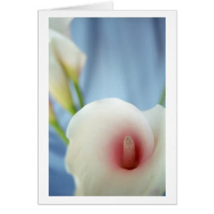 Swirl White Calla Lily Photo Art Note Cards