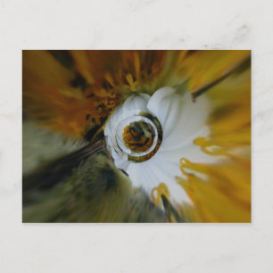 Swirled beez postcard
