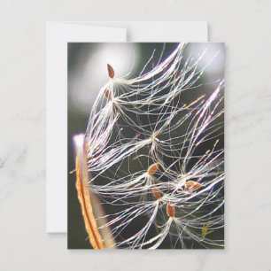 Swirling Milkweed Poof Carnival Ridew Nature Postcard