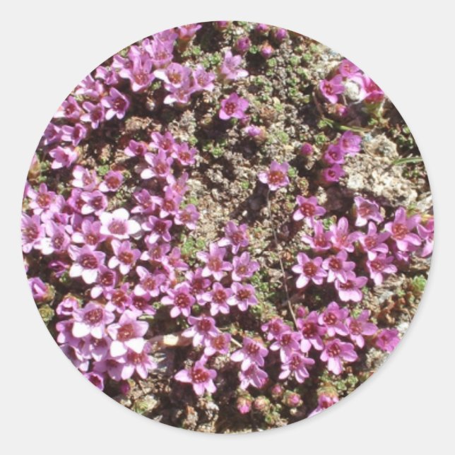 Swiss Alpine Purple Saxifrage flower sticker (Front)