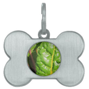 Swiss Chards Pet Tag