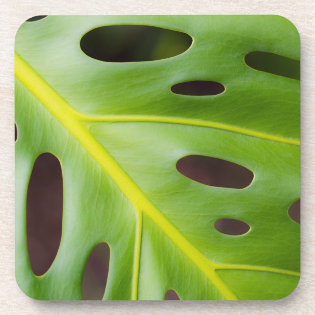 Swiss Cheese Plant Plastic Coasters (set of 6) (Front)