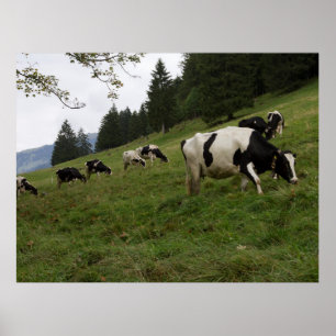 Swiss Cow Poster
