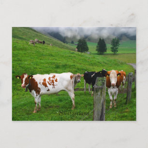 Swiss cows grazing near Küssnacht Switzerland Postcard