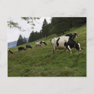 Swiss cows postcard