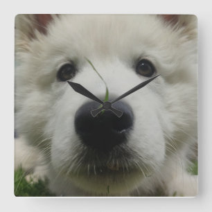 Swiss Shepherd Dog Wall Clock – Full Face Dog