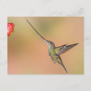 Sword-Billed Hummingbird in Flight Postcard