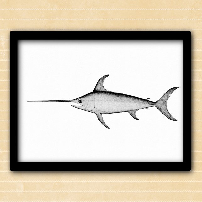 Swordfish black and white vintage illustration poster (Creator Uploaded)
