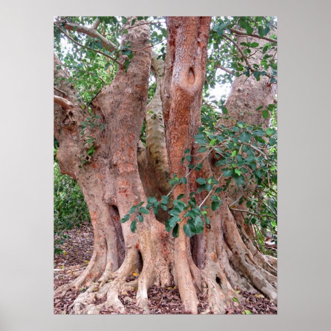 Sycamore Fig Tree Poster (Front)