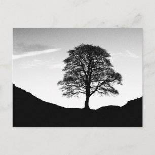 Sycamore Gap Postcard