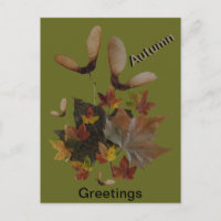 Sycamore Maple Leaves Collage AUTUMN Postcard