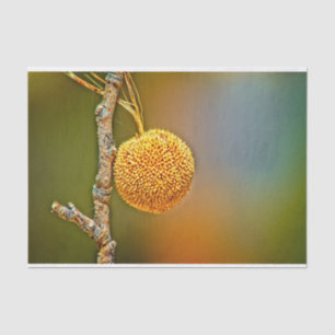 Sycamore Seed Ball Tissue Paper