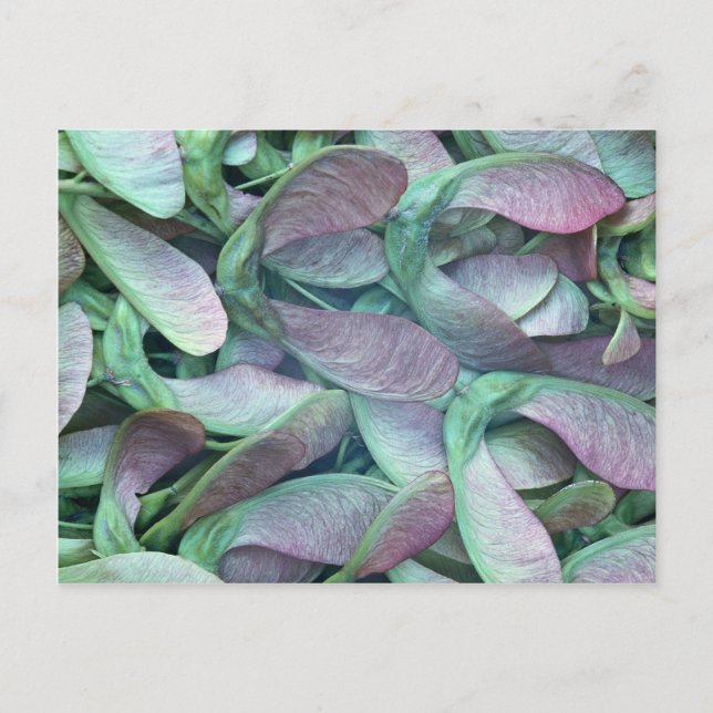 Sycamore seeds postcard (Front)