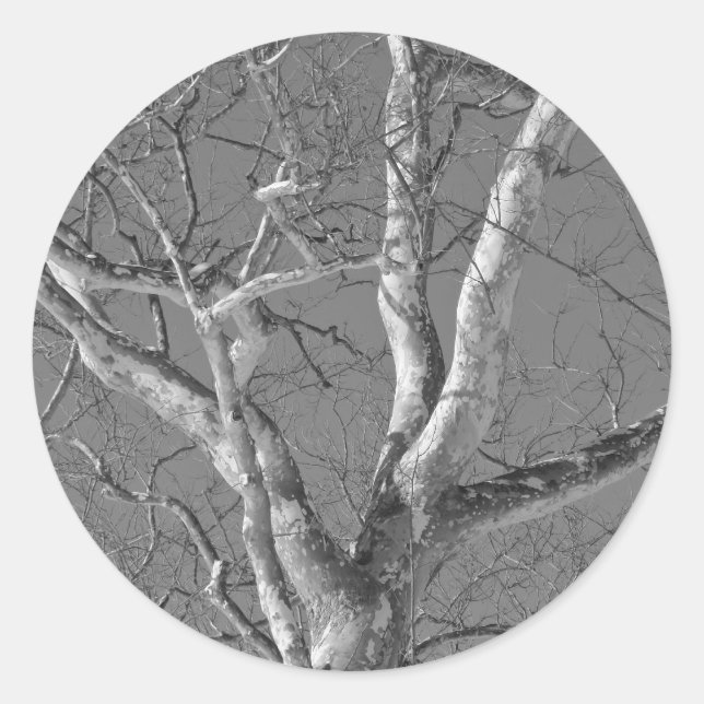 Sycamore Tree Against Winter Sky Items Classic Round Sticker (Front)