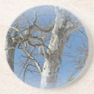 Sycamore Tree Against Winter Sky Items Coaster