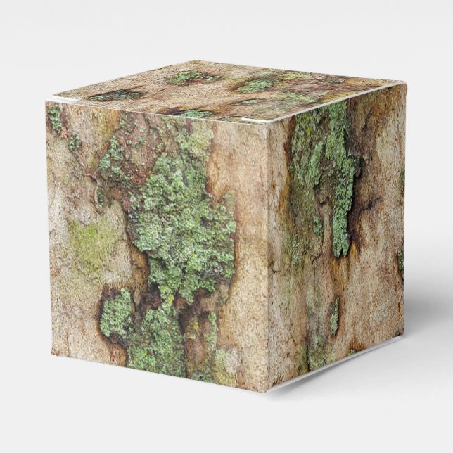 Sycamore Tree Bark Moss Lichen Favour Box (Front Side)