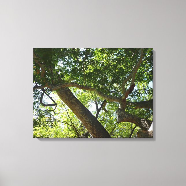 Sycamore Tree Green Nature Canvas Print (Front)
