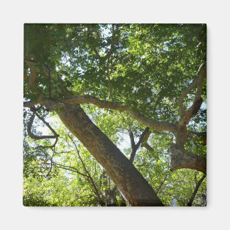 Sycamore Tree Green Nature Magnet