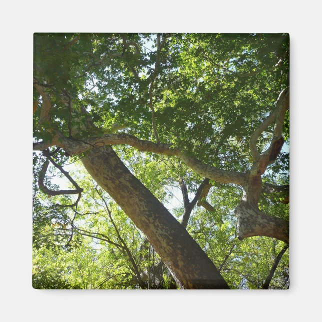 Sycamore Tree Green Nature Magnet (Front)