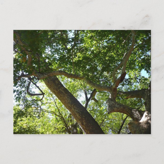 Sycamore Tree Green Nature Postcard (Front)