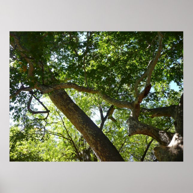 Sycamore Tree Green Nature Poster (Front)