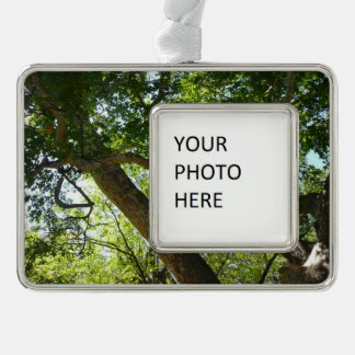 Sycamore Tree Green Nature Silver Plated Framed Ornament