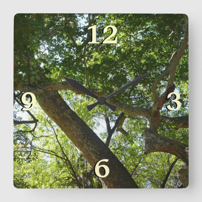 Sycamore Tree Green Nature Square Wall Clock (Front)