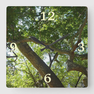 Sycamore Tree Green Nature Square Wall Clock